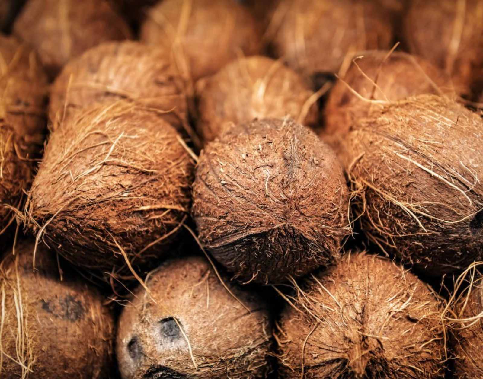 Coconut detail 3